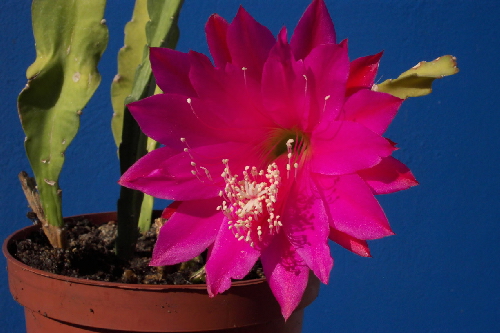 epiphyllum hybryd kaska